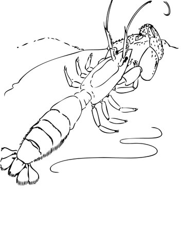 Ghost Shrimp Coloring Page